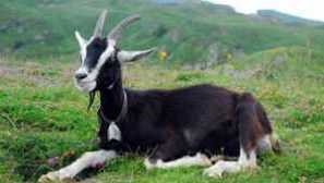 Alpske koze: značajke i uvjeti sadržaja